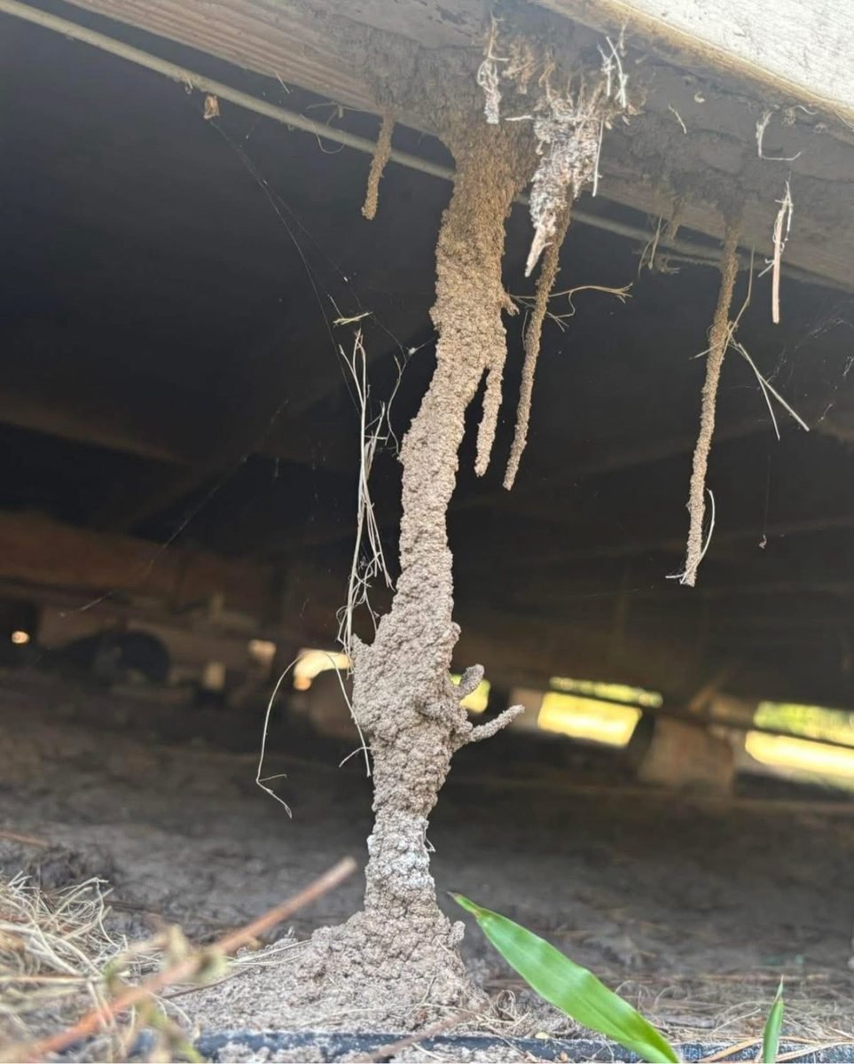 Termite mud tubes climbing a foundation wall